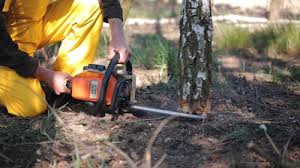 Best Tree Removal  in Pullman, WA
