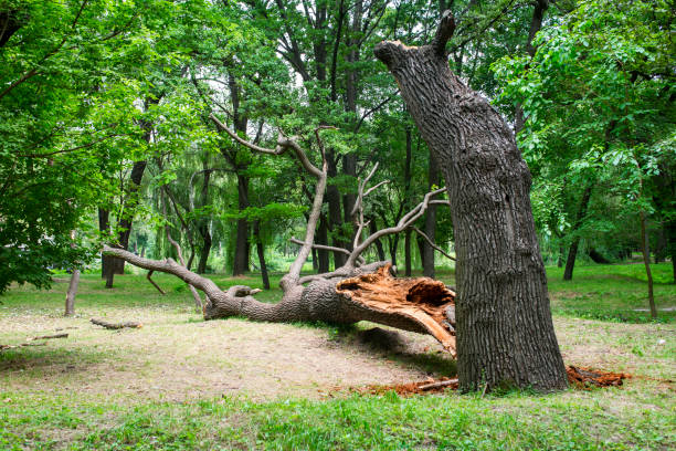How Our Tree Care Process Works  in  Pullman, WA