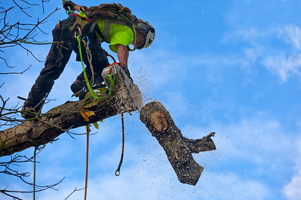 Best Lawn Watering Services  in Pullman, WA